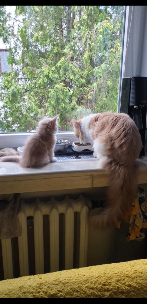 Maine Coon Beżowo-Biały
