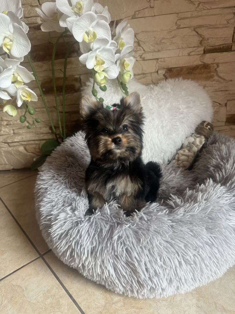 Yorkshire Terrier piesek