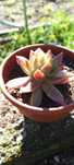 Planta suculenta