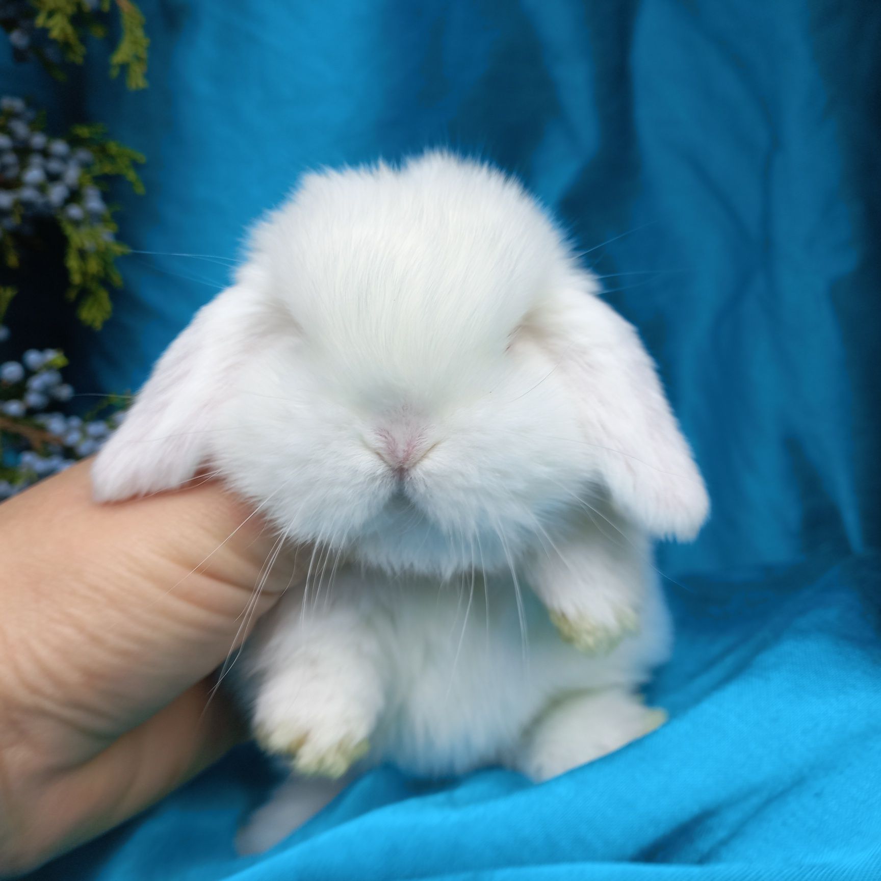 Карликовый крольчонок мини лоп белый с голубыми глазами