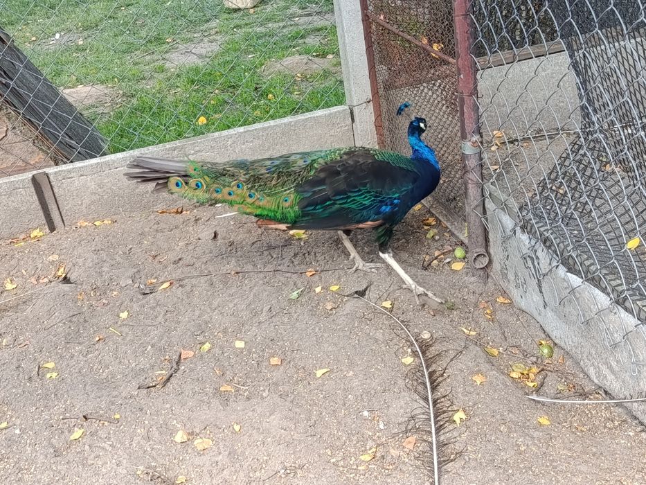 Pawie czarnoskrzydłe