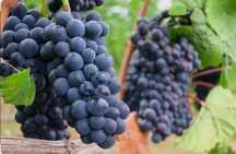 Uvas para vinho. 0.35€