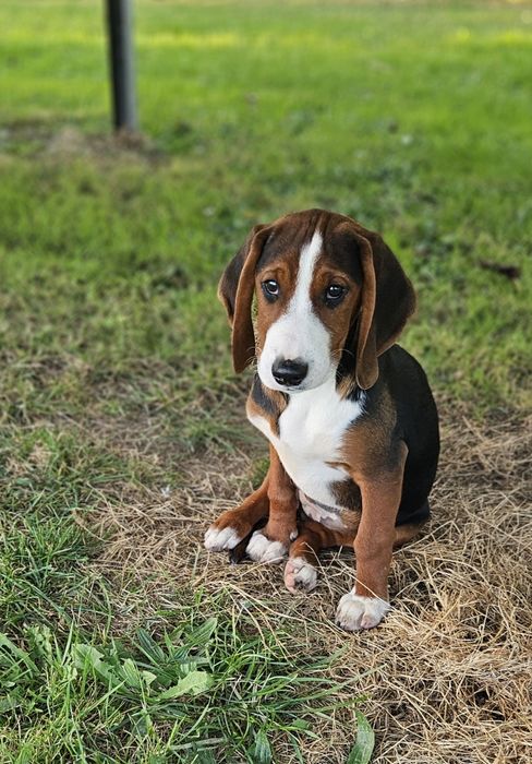 Gończy Serbski Trójkolorowy (posokowiec  Gończy Polski) szczeniaki