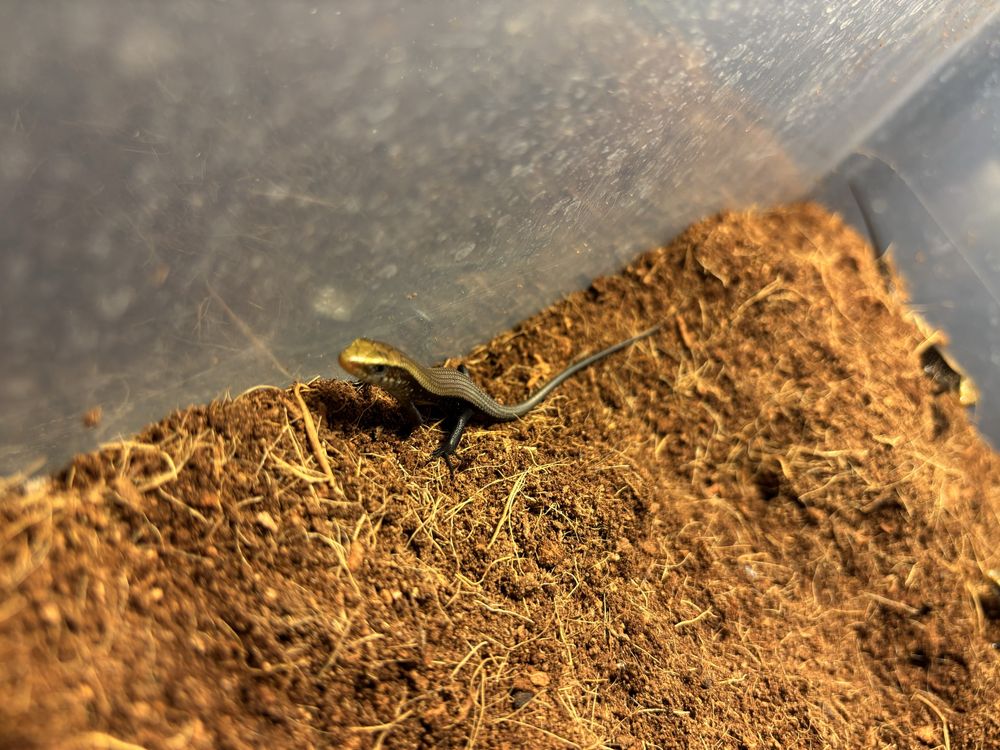 Scynk wielopręgi-eutropis multifasciata