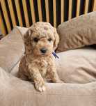 Bichpoo Poochon Bichon Frise Pudel Toy jak Maltipoo piesek