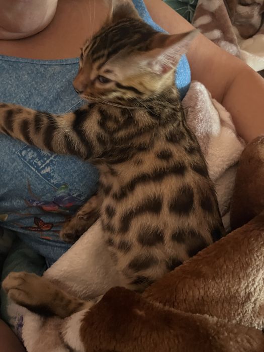 Sprzedam kotka rasy Bengal