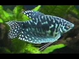 Gurami marmurkowy Aquafizz Creative