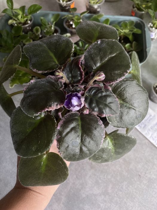 Сортові фіалки