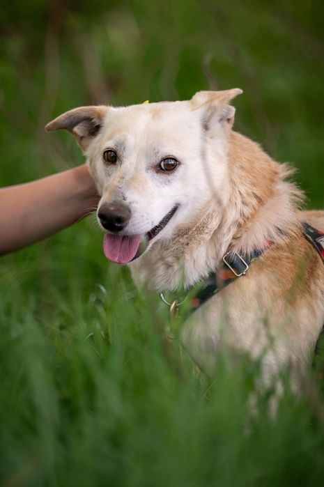 Beżowy piesek o posturze jamnika szuka domu