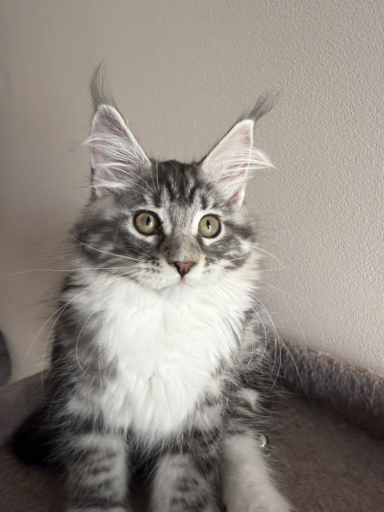 Gatinha Maine Coon com pedigree