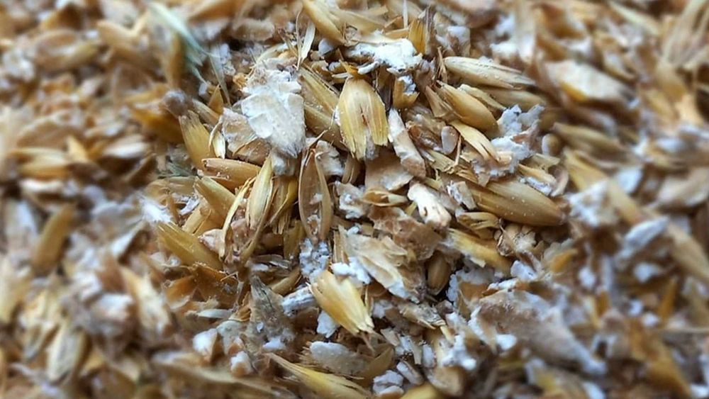 Gniecione ziarno zbóż jarych karma dla królików gryzoni 20kg
