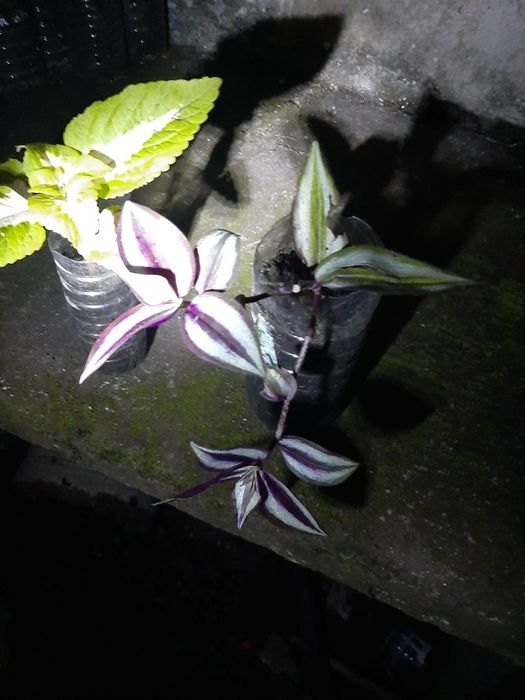 Planta ornamental roxa