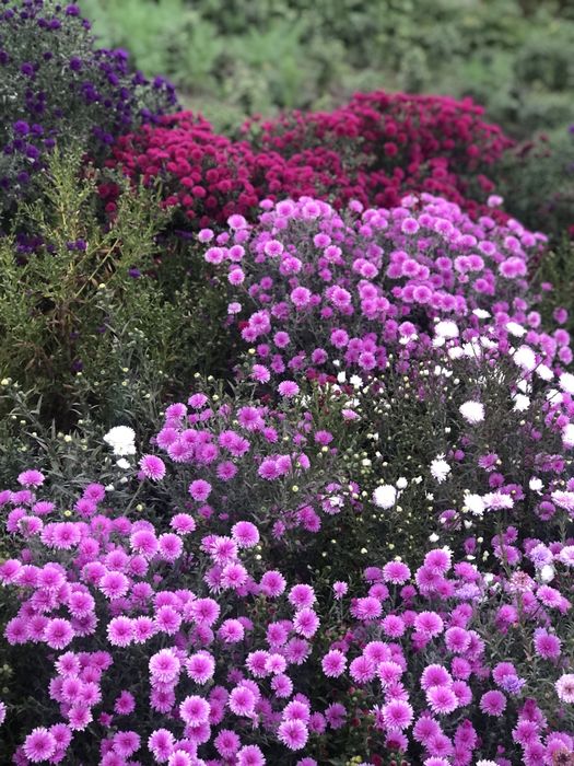 Морозець,айстра багаторічна