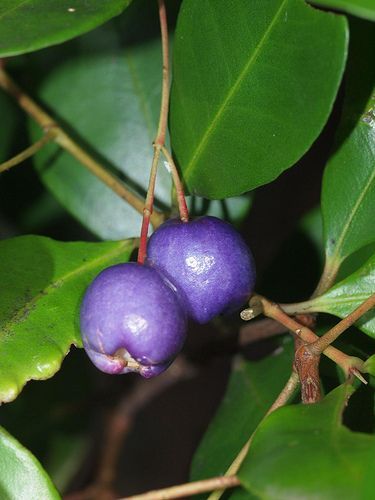 Árvore da cereja Azul - PLANTA VIVA