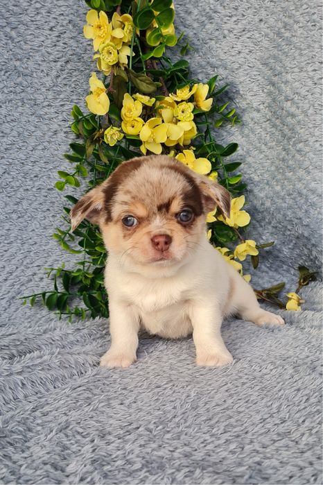 Excecional menino mini semi pelo Chihuahua/Chiuaua de Qualidade