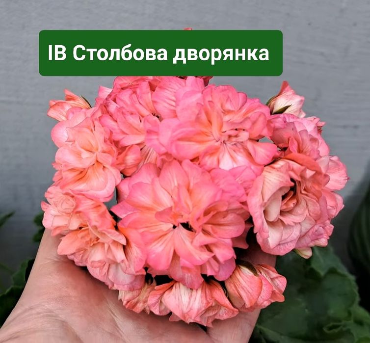 Пеларгонія сортова