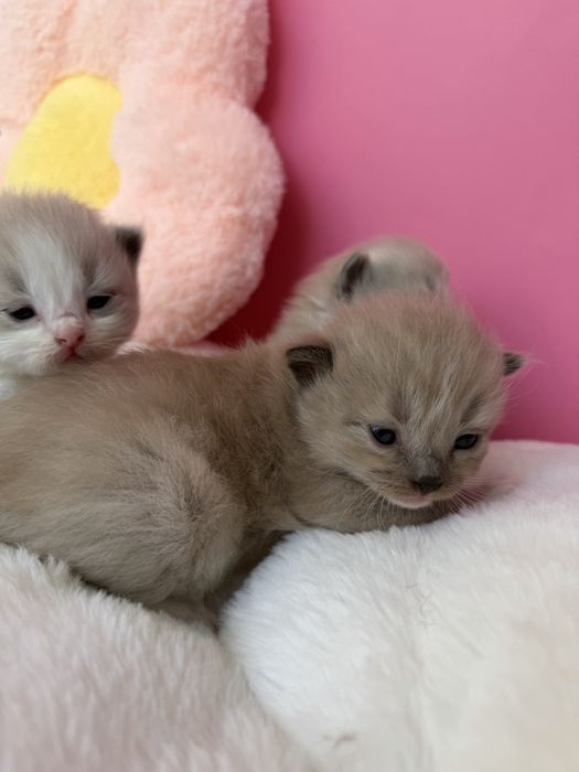 Kocurek Chwrubim -Ragdoll