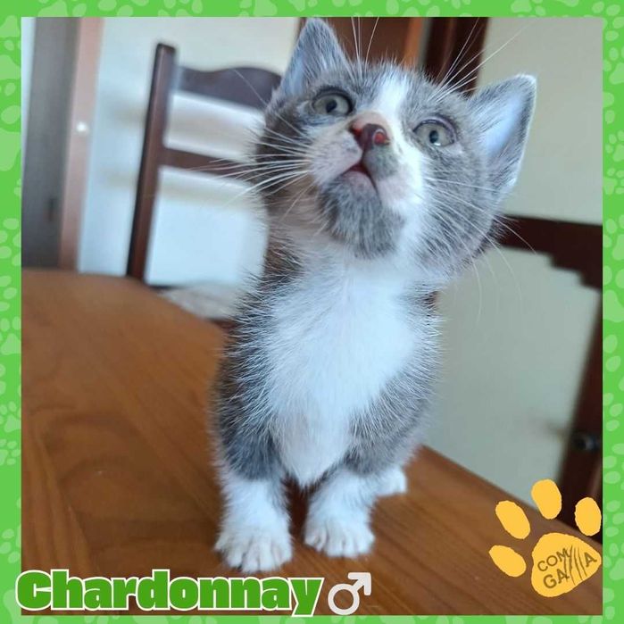 Gatinhos para adoção - Ninhada do Lagar