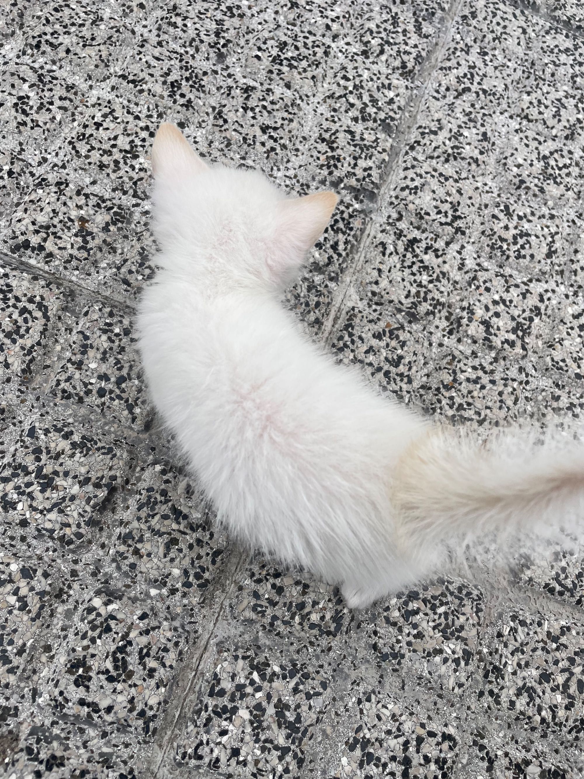 Gatinha com 1 mês para adoção