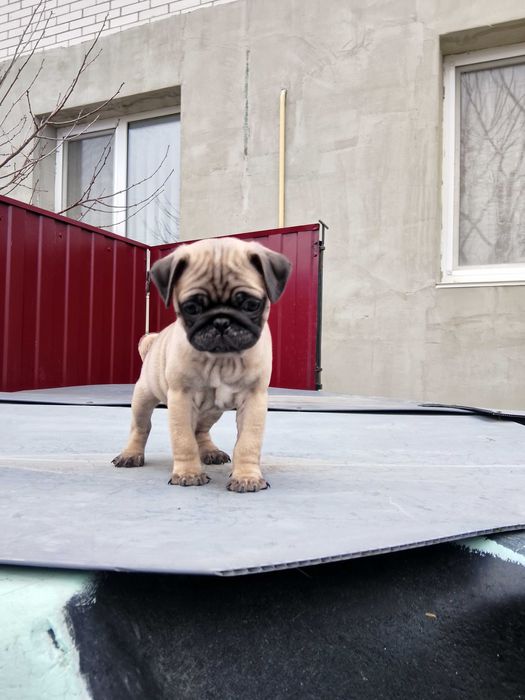 Продам хлопчика мопса