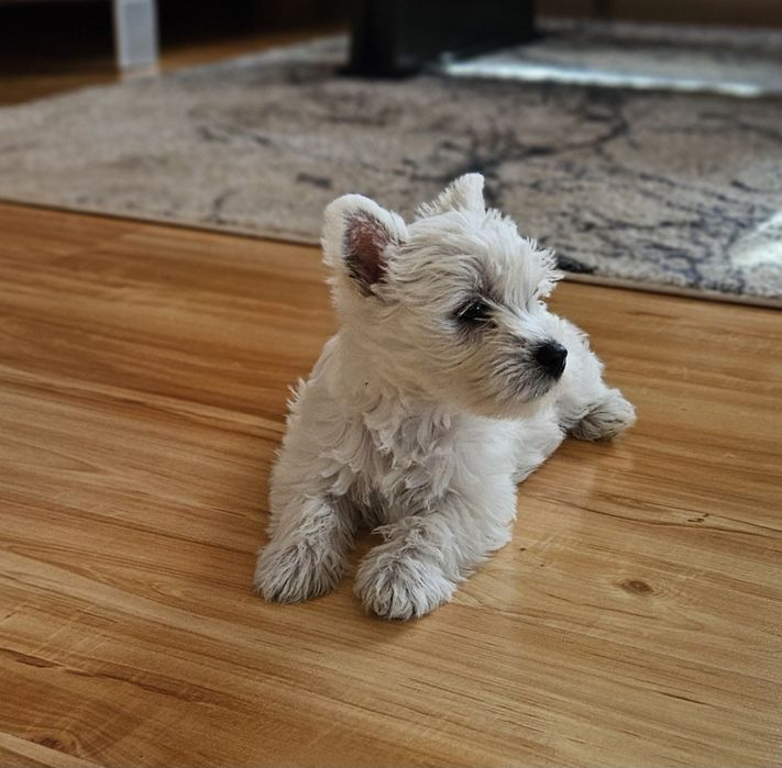 West Highland terrier