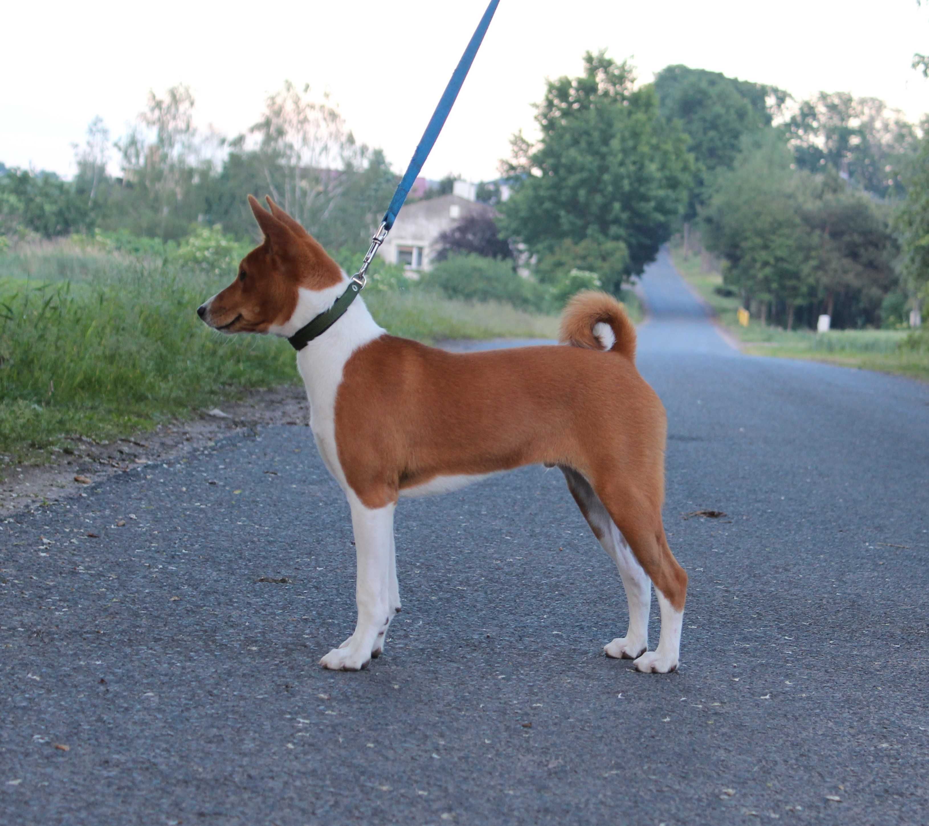 Piesek Basenji FCI