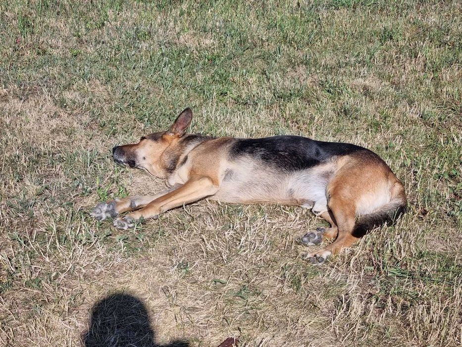 Oddam pieska (Owczarka) seniora w dobre ręce