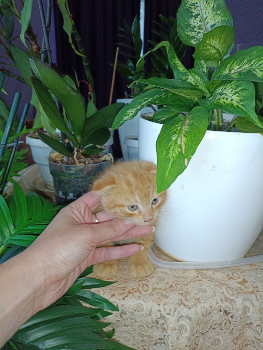 Кошеня висловухі безкоштовно