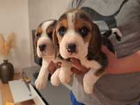 Sunia rasy Beagle szczeniak