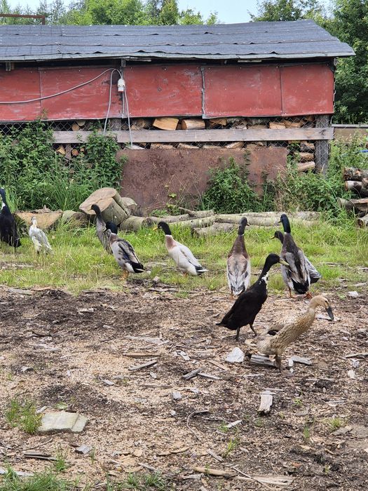 Kaczory biegusy indyjskie