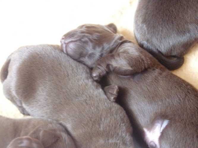labrador retriever  czekoladowa