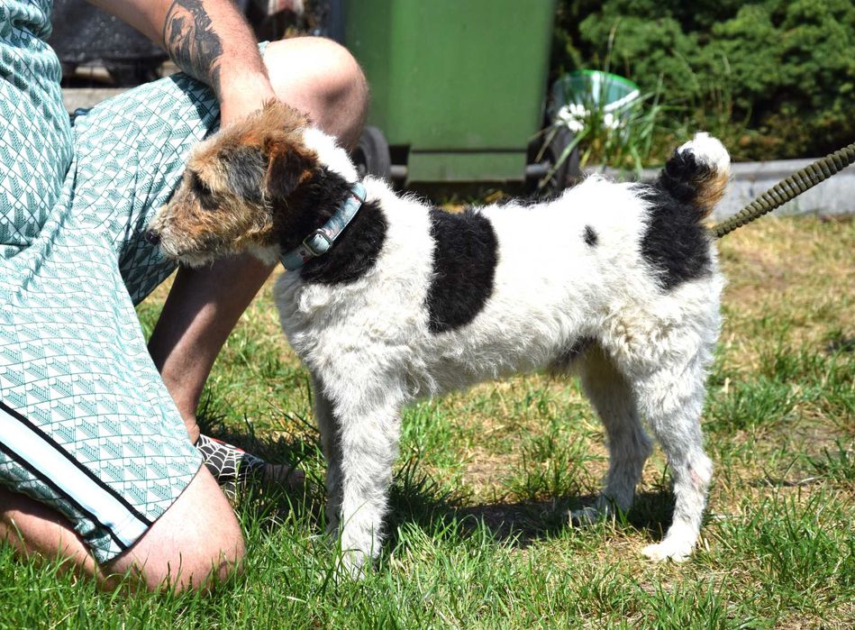Kochany, zabrany z patologicznego miejsca piesek foxterier szuka domu