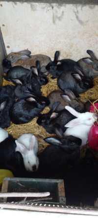 Кролики помесь пород мясного направления