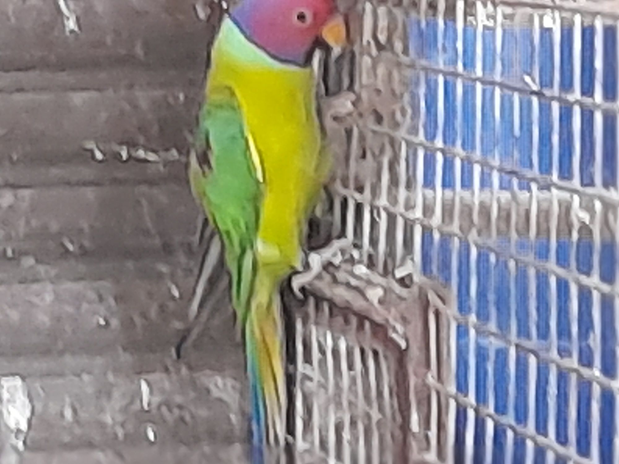 Aves para ceder junto