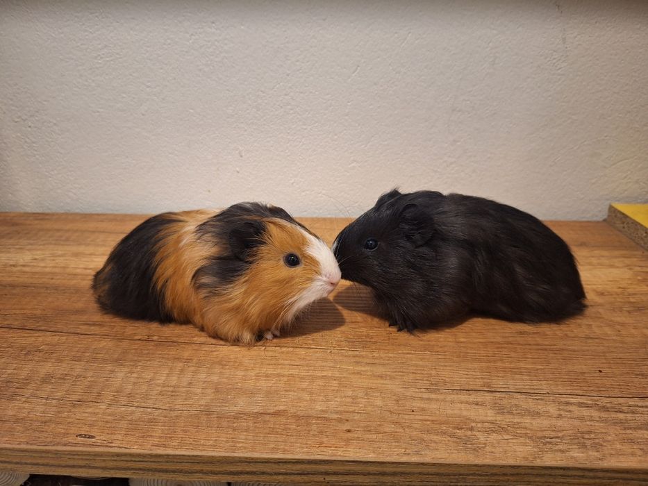 Samiczki świnki morskie młode