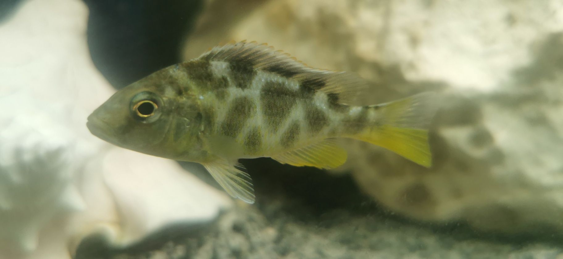 Piękne NIMBOCHROMIS Venustus- pyszczak Wspaniały- młode 5-6cm