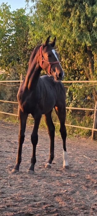 Sprzedam źrebice PKS