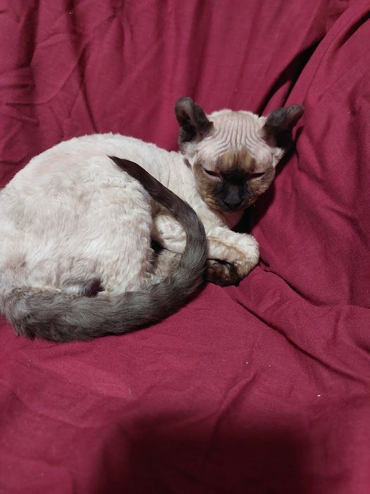 Шикарная девочка канадского сфинкса эльфийка.