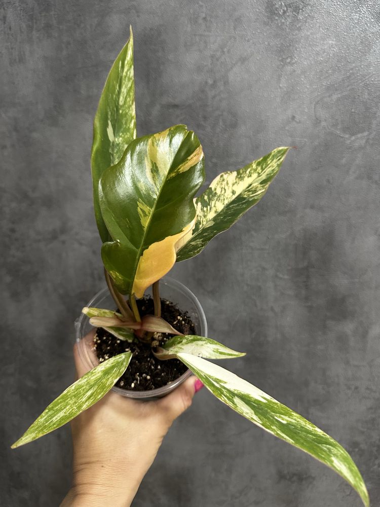 Філодендрон Caramel Marble variegated
