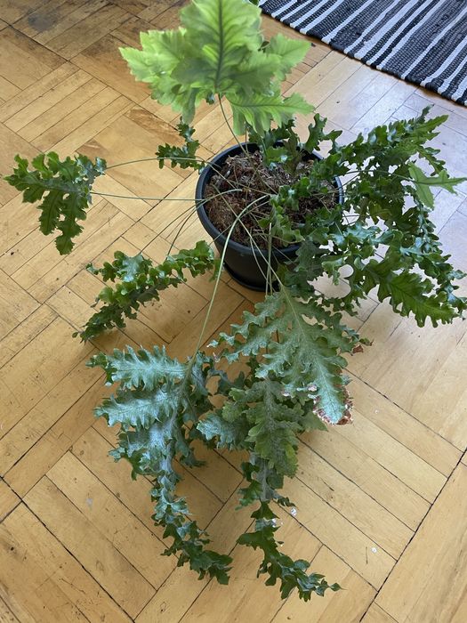 Папороть Флебодіум Давана рослина кімнтатна