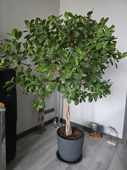 Фікус Мікрокарпа Мокламе