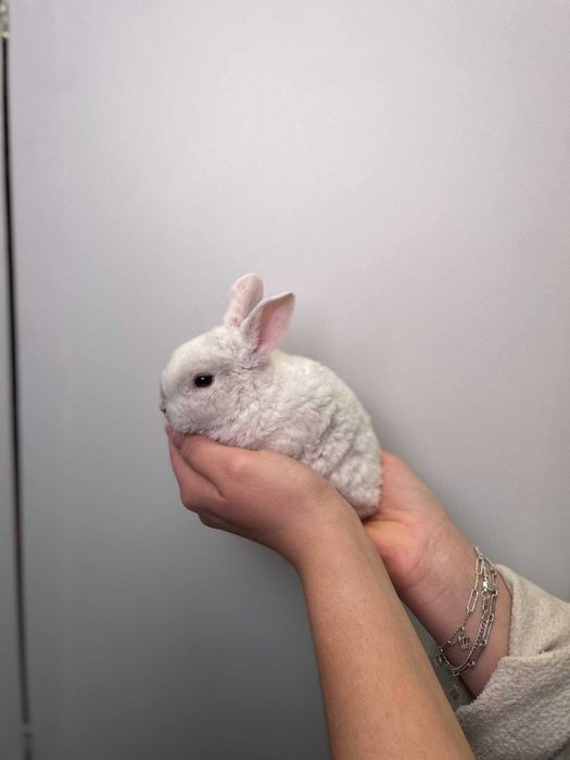 Милі декоративні висловухі, нідерландські кролики до свята для дітей