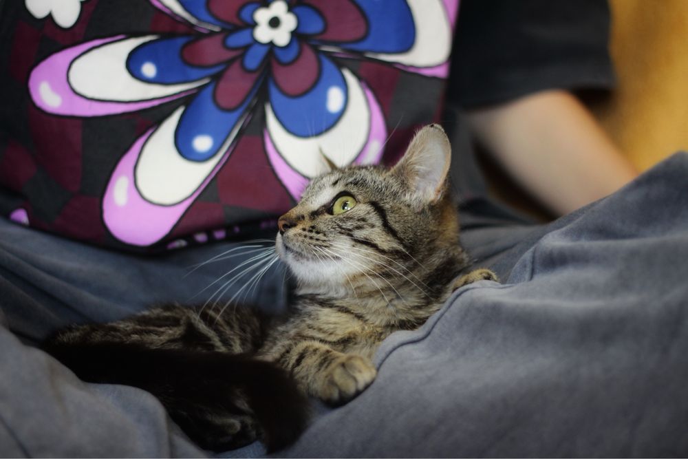 Kotka do adopcji