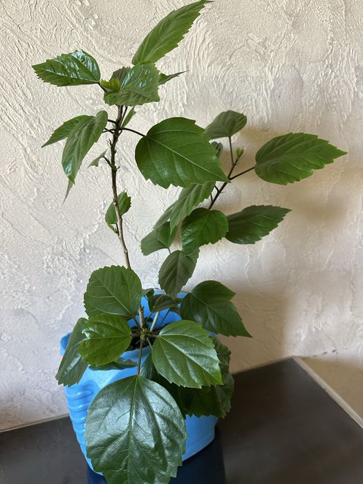 Гібіскус - китайська роза.