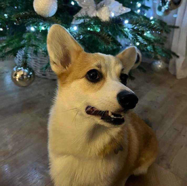 Piesek Welsh Corgi Pembroke z długim ogonkiem rudo- biały