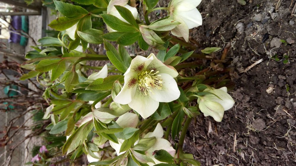 Морозник морозник