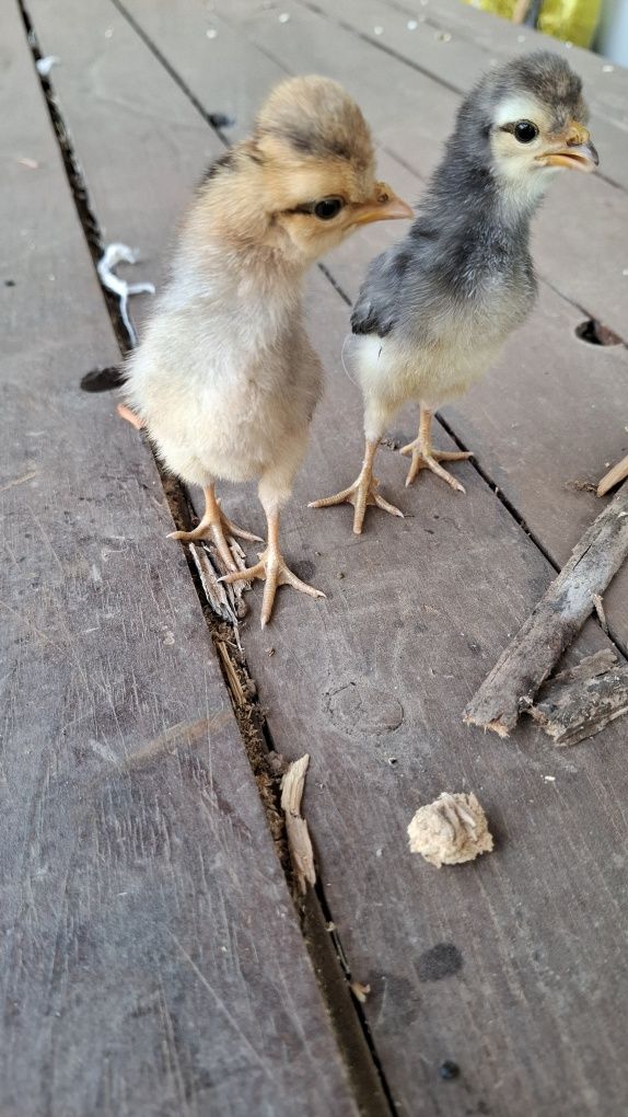 Vendo estes 2 pintinhos com 1 semana- raça paduana