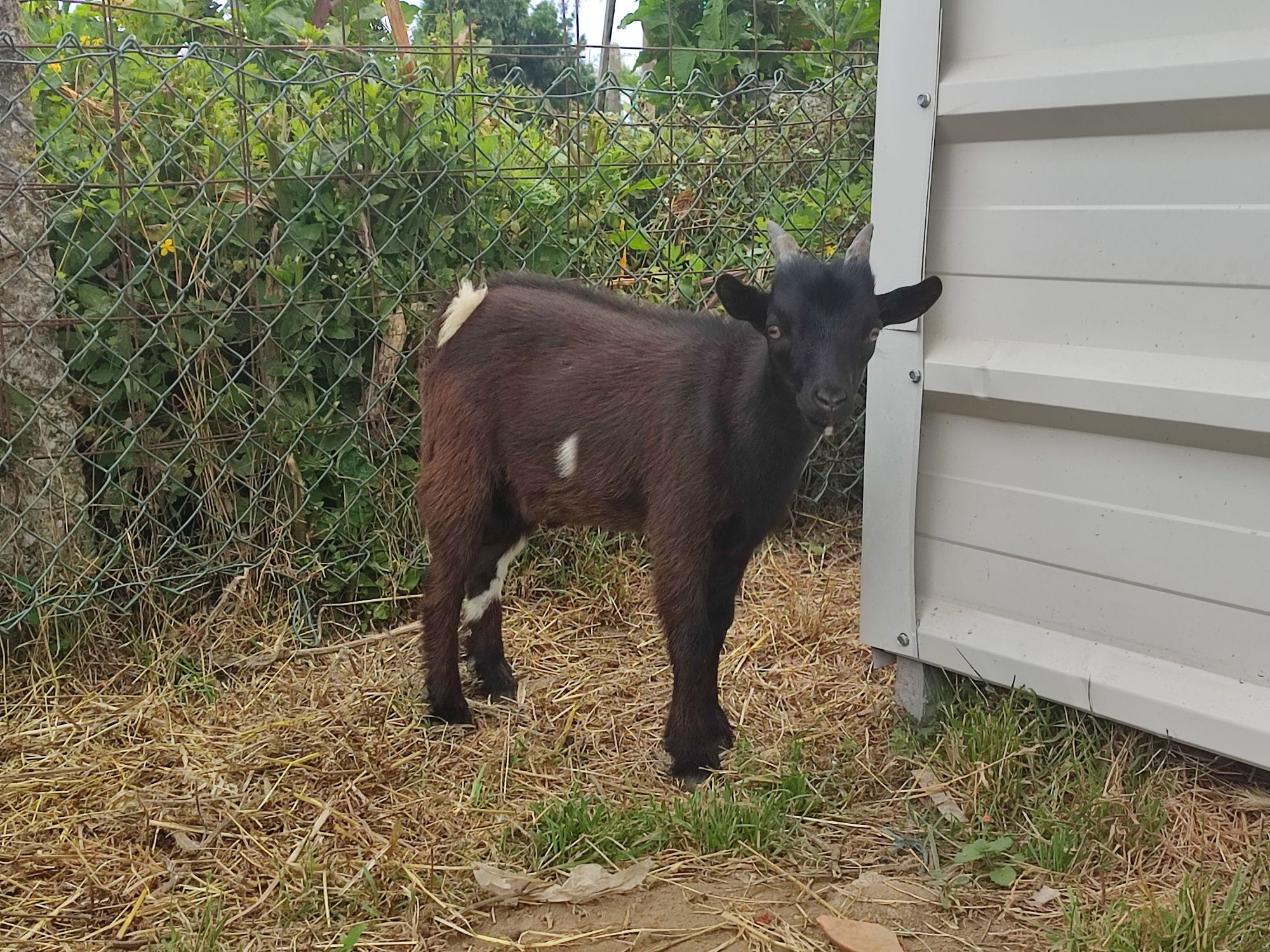 Casais Cabras Anãs
