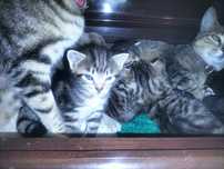 Gatinhos para adoção