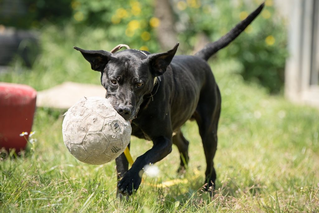 Pies Rocky w typie labradora/amstaffa